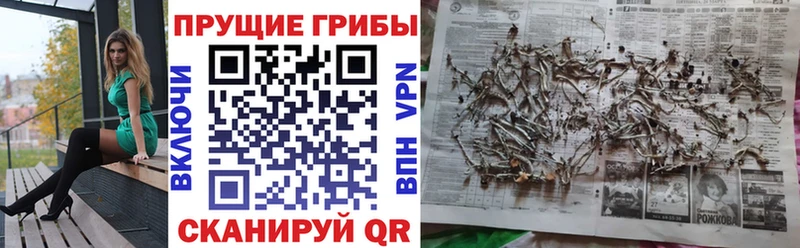 как найти закладки  Зея  Галлюциногенные грибы Magic Shrooms 